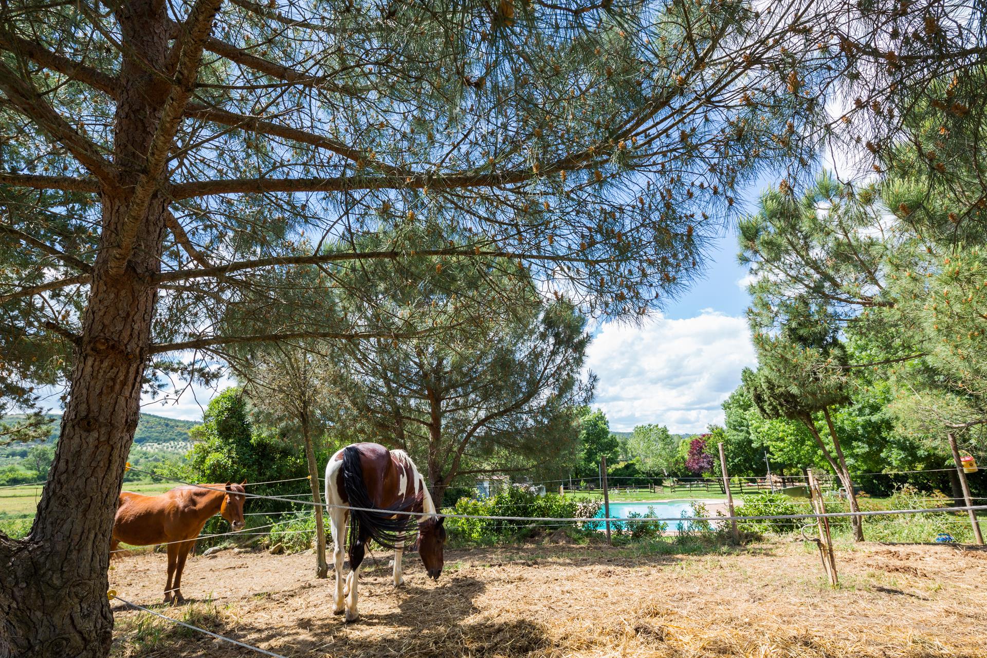 esperienze e cooking class la casa di campagna magione umbria